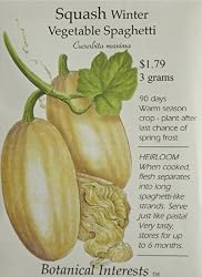 Squash Winter Spaghetti Heirloom Seeds