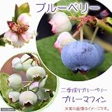 (観葉)果樹苗 ブルーベリー 二季成りブルーベリー ブルーマフィン 5号(1ポット) 家庭菜園 本州・四国限定[生体]