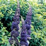 Adonis Blue English Butterfly Bush - B000PKFEDI