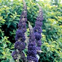 Adonis Blue English Butterfly Bush