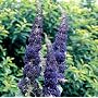 Adonis Blue English Butterfly Bush
