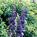 Adonis Blue English Butterfly Bush