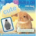 Cute Overload Page-A-Day Calendar 2009 (Color Page-A-Day(r) Calendars)