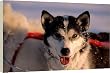 husky dog harness