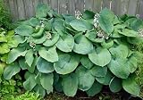 Amazon / Hirt's: Emily Dickinson Hosta - 10 Seeds