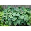 Emily Dickinson Hosta - 10 Seeds