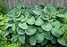 Emily Dickinson Hosta - 10 Seeds