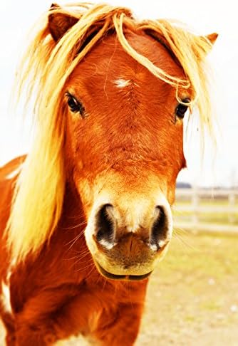 Wall Decor - "Minature Horse" - Nature Landscape Photography - Horse Scene