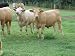 Marketing Fed Cattle: Cooperative Opportunities