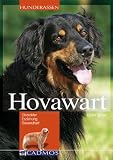 Hovawart: Charakter, Erziehung und Gesundheit