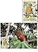 First Day of Issue WWF St. Lucia Parrot (Amazona Versicolor) Stamp