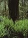 Deer Fern Encircle a Tree in a Vancouver Island Rain Forest, British Columbia, Canada...