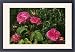 Framed Prints of Rose - Little Gem from Ardea Wildlife Pets