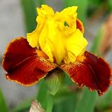 Bearded Iris All That Jazz (3)