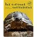 Tortues Terrestres