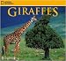 Giraffes 2009 National Geographic Wall Calendar