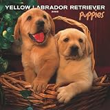 Labrador Retriever, Yellow Puppies 2008 Mini Wall Calendar