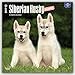 Siberian Husky Puppies 2017 Square