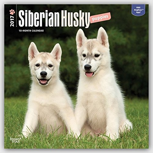 Siberian Husky Puppies 2017 Square