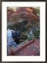 An Autumn View of Japanese Maple Trees Framed Photographic Poster Print by Darlyne A. Murawski, 21x29