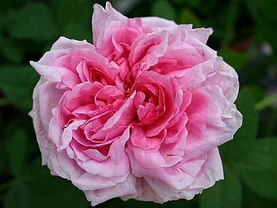 Portlandrose 