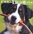 犬からの素敵な贈りもの