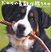 犬からの素敵な贈りもの