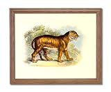 African Tiger Cat Standing Animal Wildlife Home Decor Wall Picture Oak Framed Art Print