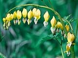 Bleeding Heart Seeds ★ CANARY YELLOW ★ RARE VARIETY ★ Shade Perennial ★20 Seeds