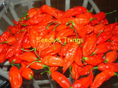 10 Plus Bhut Jolokia Pepper Seeds AKA Ghost Pepper, Pure Strain, grown in Isolation to insure quality Sold by Seeds and Things