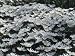 Close-Up of a Flower Bed of Greek Thimbleweed (Anemone Blanda) Photographic Poster Print by C. Sappa, 12x16
