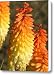 Orange and Gold flower Canvas Print / Canvas Art - Artist Diane Greco-Lesser