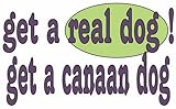 get a real dog! Get a canaan dog Plush Teddy Bear with BLUE T-Shirt