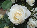 Rose Silver Anniversary
