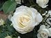 Silver Wedding Gifts-Rose Silver Anniversary