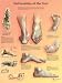 Deformities of the Feet Laminted Poster