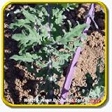 Kale Seeds - 'Red Russian' Vegetable Seed Packet (500 Seeds)