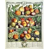 August, The Twelve Months of Fruits (Print On Demand)