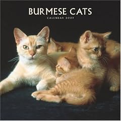 Burmese Cats 2009 Square Wall Calendar