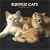 Burmese Cats 2009 Square Wall Calendar