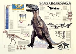 Tyrannosaurus Rex Poster