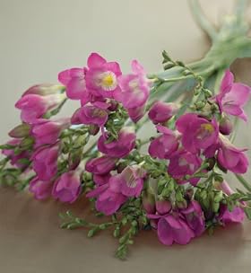 26 Freesias
