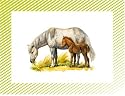 100 bons points Les poneys