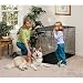 Midwest Life Stages Single-Door Folding Metal Dog Crate, 48 Inches by 30 Inches by 33 Inches