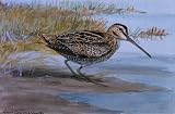 A Painting of a Wilsons Snipe - 48W x 31H - Peel and Stick Wall Decal by Wallmonkeys