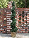Boxwood Topiary Live 518w4R0k9zL. SL160 Boxwood Topiary Live