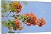 Canvas Prints of Flame of the forest tree (Delonix regia) from ClownFish Photo