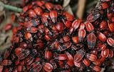 Punaises Rouges - 24