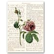19th Century Rose Combo 3 - 5" x 7" Vellum Overlay Greeting Card