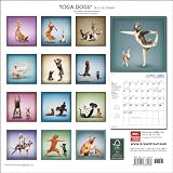 Yoga Dogs